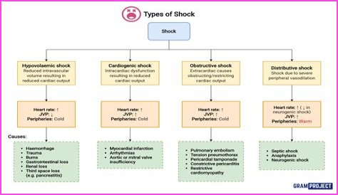 Siyah Autopsy Shocks Medical Community: Ethical Lines Blurred?