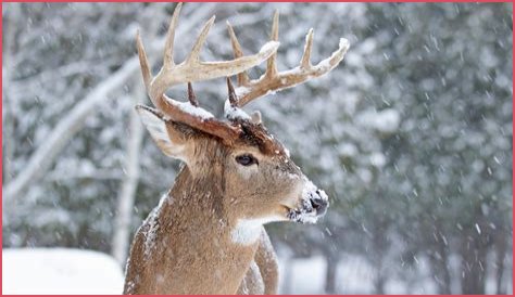 Where Do Deer Sleep In The Winter?